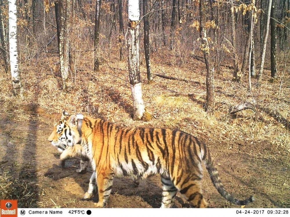 Amur tigress, Svetlaya, has become a mother after rehabilitation and release back to the wild.