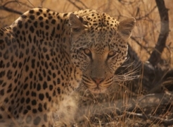 Leopards Have Lost 75% of their Historical Habitat-April 2016