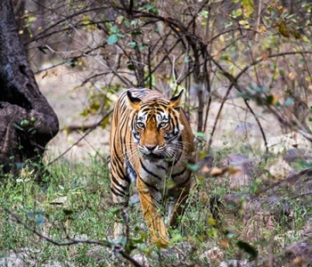 Wildlife Protection Society of India