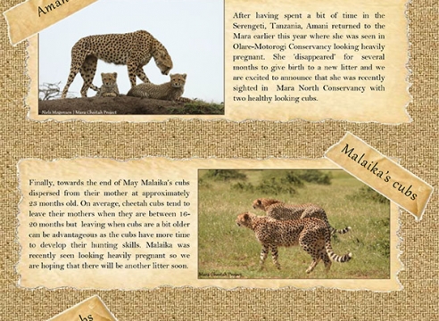 Mara Cheetah Project-Cheetah Chat: May-June 2016