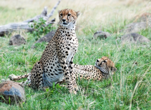 KWT-Mara Predator Conservation Programme-Cheetah Updates-Nov-15 2021