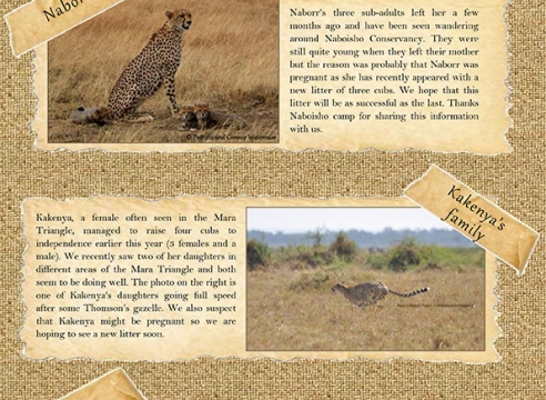 Mara Cheetah Project-Cheetah Chat: July-August 2016